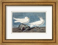 Framed Pl 287 Ivory Gull
