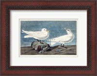 Framed Pl 287 Ivory Gull