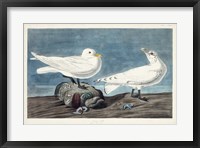 Framed Pl 287 Ivory Gull