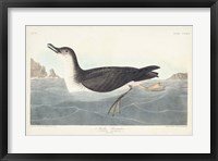 Framed Pl 295 Manks Shearwater