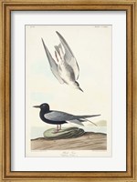 Framed Pl 280 Black Tern