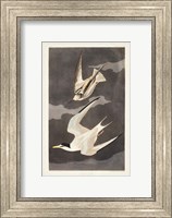 Framed Pl 319 Lesser Tern