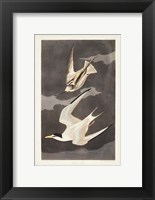 Framed Pl 319 Lesser Tern