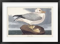 Framed Pl 264 Fulmar Petral