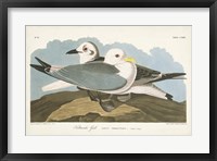 Framed Pl 224 Kittiwake Gull