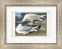 Framed Pl 282 White-winged Silvery Gull