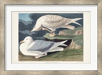 Framed Pl 282 White-winged Silvery Gull