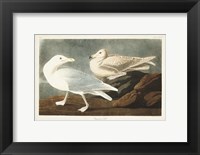 Framed Pl 396 Burgomaster Gull