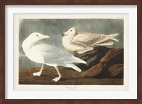 Framed Pl 396 Burgomaster Gull