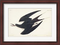Framed Pl 235 Sooty Tern