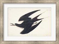 Framed Pl 235 Sooty Tern