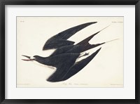 Framed Pl 235 Sooty Tern