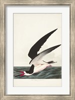 Framed Pl 323 Black Skimmer or Shearwater