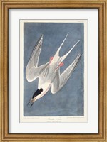 Framed Pl 240 Roseate Tern