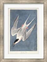 Framed Pl 240 Roseate Tern