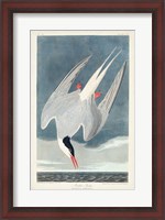 Framed Pl 250 Artic Tern