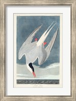 Framed Pl 250 Artic Tern