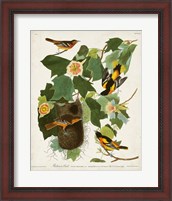 Framed Pl 12 Baltimore Oriole