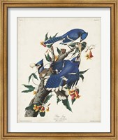 Framed Pl 102 Blue Jay