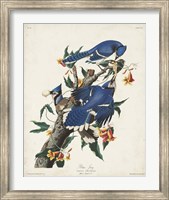 Framed Pl 102 Blue Jay