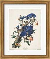 Framed Pl 102 Blue Jay