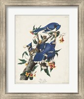 Framed Pl 102 Blue Jay