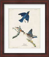 Framed Pl 113 Blue Bird