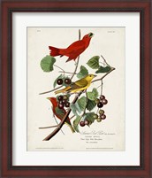 Framed Pl 44 Summer Red Bird