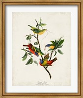 Framed Pl 53 Painted Finch