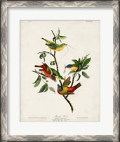 Framed Pl 53 Painted Finch