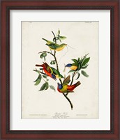 Framed Pl 53 Painted Finch