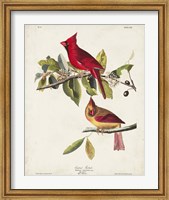 Framed Pl 158 Cardinal Grosbeak