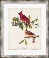 Framed Pl 158 Cardinal Grosbeak