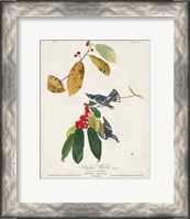 Framed Pl 48 Cerulean Warbler