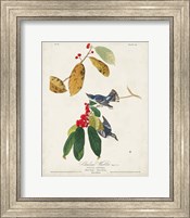 Framed Pl 48 Cerulean Warbler