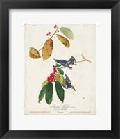 Framed Pl 48 Cerulean Warbler