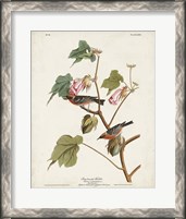 Framed Pl 69 Bay-breasted Warbler