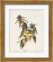 Framed Pl 138 Connecticut Warbler