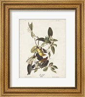 Framed Pl 163 Pine Warbler
