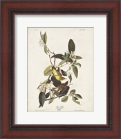 Framed Pl 163 Pine Warbler