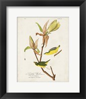 Framed Pl 38 Kentucky Warbler