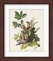 Framed Pl 131 American Robin