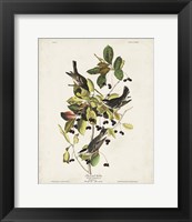 Framed Pl 133 Black Poll Warbler