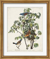 Framed Pl 122 Blue Grosbeak