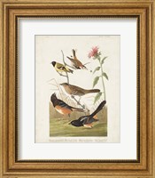 Framed Pl 394 Chestnut Coloured Finch