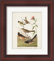 Framed Pl 394 Chestnut Coloured Finch