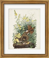 Framed Pl 136 Meadow Lark