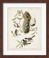 Framed Pl 353 Black-capt Titmouse