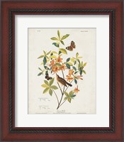 Framed Pl 198 Swainson's Warbler