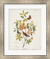 Framed Pl 198 Swainson's Warbler